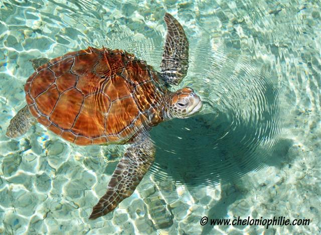 tortue verte