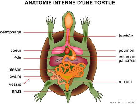 anatomie d'une tortue