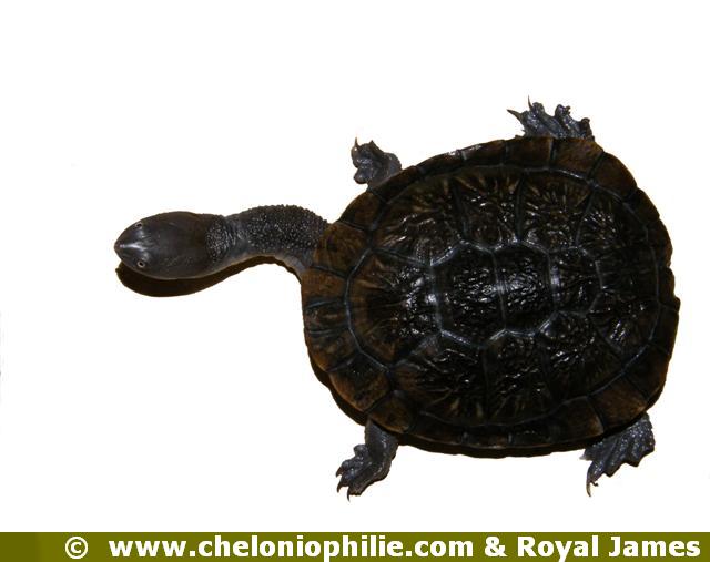 Les photos de la tortue aquatique : Chelodina longicollis ...