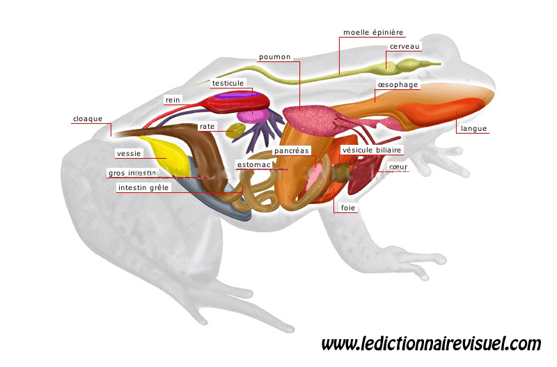anatomie grenouille