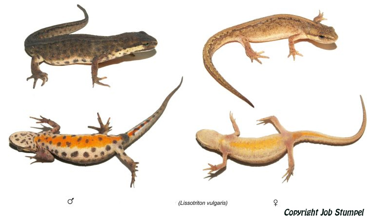 Lissotriton vulgaris