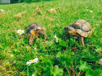 Reptiles de l'Eure et Loir