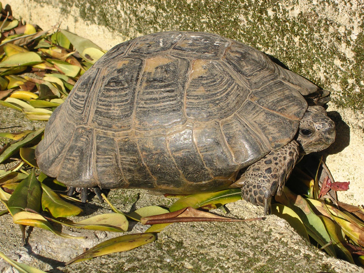 Identification d'une tortue terrestre 